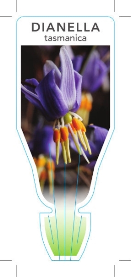 Picture of DIANELLA TASMANICA TASMAN FLAX LILY                                                                                                                   