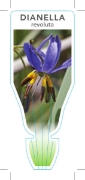 Picture of DIANELLA REVOLUTA SPREADING FLAX LILY                                                                                                                 