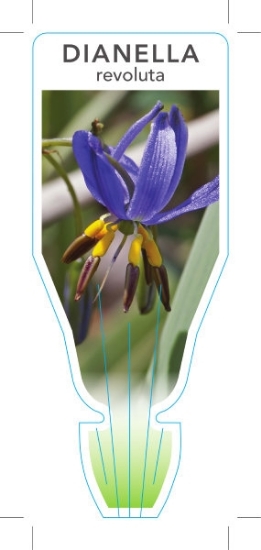 Picture of DIANELLA REVOLUTA SPREADING FLAX LILY                                                                                                                 