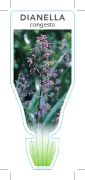 Picture of DIANELLA CONGESTA FLAX LILY                                                                                                                           