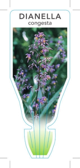 Picture of DIANELLA CONGESTA FLAX LILY                                                                                                                           