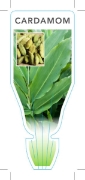 Picture of HERB CARDAMOM (Elettaria cardamomum)                                                                                                                  