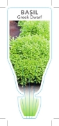 Picture of **HERB BASIL GREEK DWARF (Ocimum obovatum)                                                                                                            