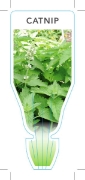 Picture of HERB CATNIP (Nepeta cataria)                                                                                                                          