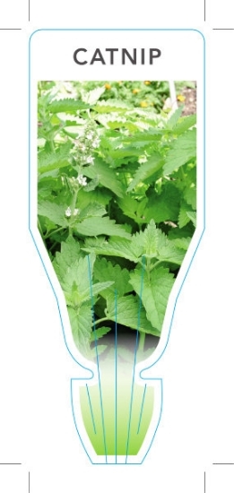 Picture of HERB CATNIP (Nepeta cataria)                                                                                                                          