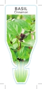 Picture of HERB BASIL CINNAMON (Ocimum basilicum)                                                                                                                