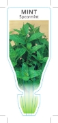 Picture of HERB MINT SPEARMINT (Mentha spicata)                                                                                                                  