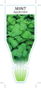 Picture of HERB MINT APPLEMINT (Mentha suaveolens)                                                                                                               