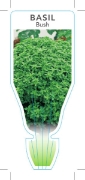 Picture of HERB BASIL BUSH (Ocimum minimum)                                                                                                                      