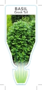 Picture of HERB BASIL GREEK TALL (Ocimum basilicum Greek Columnar)                                                                                               