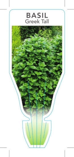 Picture of HERB BASIL GREEK TALL (Ocimum basilicum Greek Columnar)                                                                                               