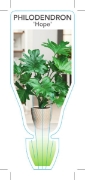 Picture of **HOUSEPLANT PHILODENDRON HOPE                                                                                                                        
