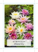 Picture of WATER LILY MIXED PICTURE (UNNAMED VARIETY)                                                                                                            