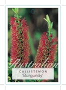 Picture of CALLISTEMON BURGUNDY                                                                                                                                  