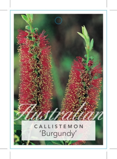 Picture of CALLISTEMON BURGUNDY                                                                                                                                  