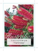 Picture of CALLISTEMON HARKNESS                                                                                                                                  