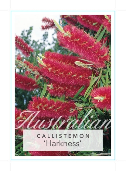 Picture of CALLISTEMON HARKNESS                                                                                                                                  