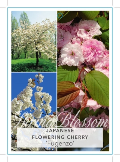 Picture of PRUNUS SERRULATA FUGENZO JAPANESE FLOWERING CHERRY Jumbo Tag                                                                                          