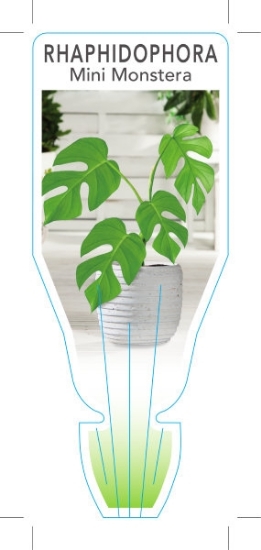 Picture of **HOUSEPLANT RHAPHIDOPHORA TETRASPERMA MINI MONSTERA                                                                                                  