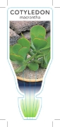 Picture of SUCCULENT COTYLEDON MACRANTHA                                                                                                                         