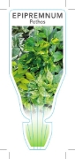 Picture of HOUSEPLANT EPIPREMNUM POTHOS                                                                                                                          