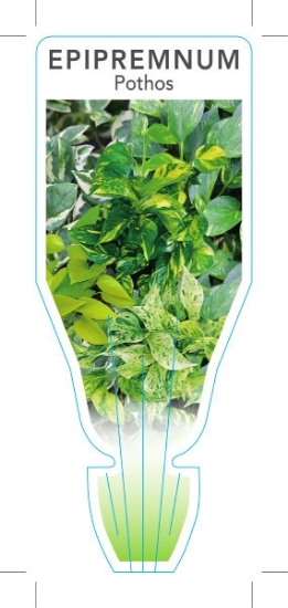 Picture of HOUSEPLANT EPIPREMNUM POTHOS                                                                                                                          