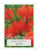 Picture of BEAUFORTIA SPARSA SWAMP BRUSH MYRTLE                                                                                                                  