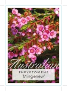 Picture of THRYPTOMENE SAXICOLA MINGENEW                                                                                                                         