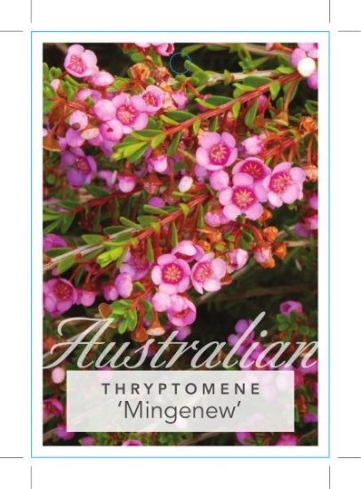 Picture of THRYPTOMENE SAXICOLA MINGENEW                                                                                                                         