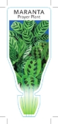 Picture of HOUSEPLANT MARANTA PRAYER PLANT                                                                                                                       