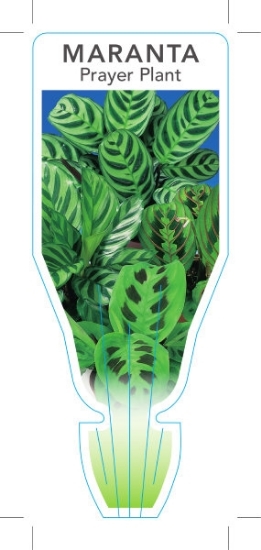 Picture of HOUSEPLANT MARANTA PRAYER PLANT                                                                                                                       