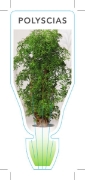 Picture of **HOUSEPLANT POLYSCIAS                                                                                                                                