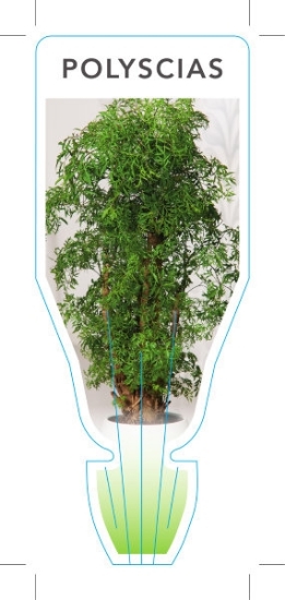Picture of **HOUSEPLANT POLYSCIAS                                                                                                                                
