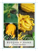 Picture of FRUIT CITRUS MEDICA BUDDHAS HAND Jumbo Tag                                                                                                            