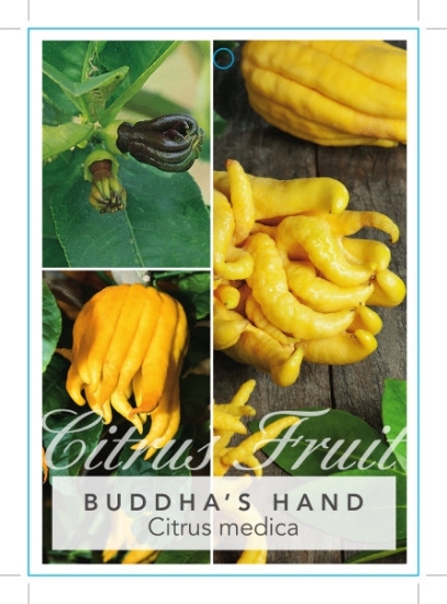 Picture of FRUIT CITRUS MEDICA BUDDHAS HAND Jumbo Tag                                                                                                            