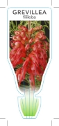 Picture of GREVILLEA FILILOBA                                                                                                                                    