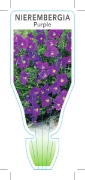 Picture of ANNUAL NIEREMBERGIA CAERULEA PURPLE                                                                                                                   