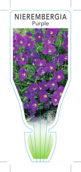 Picture of ANNUAL NIEREMBERGIA CAERULEA PURPLE                                                                                                                   