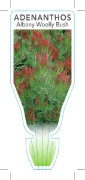 Picture of ADENANTHOS CUNNINGHAMII UPRIGHT FORM ALBANY WOOLLY                                                                                                    