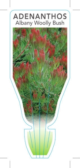 Picture of ADENANTHOS CUNNINGHAMII UPRIGHT FORM ALBANY WOOLLY                                                                                                    