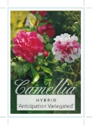 Picture of CAMELLIA ANTICIPATION VARIEGATED                                                                                                                      
