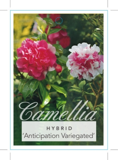 Picture of CAMELLIA ANTICIPATION VARIEGATED                                                                                                                      