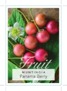 Picture of FRUIT PANAMA BERRY/MALAY CHERRY                                                                                                                       