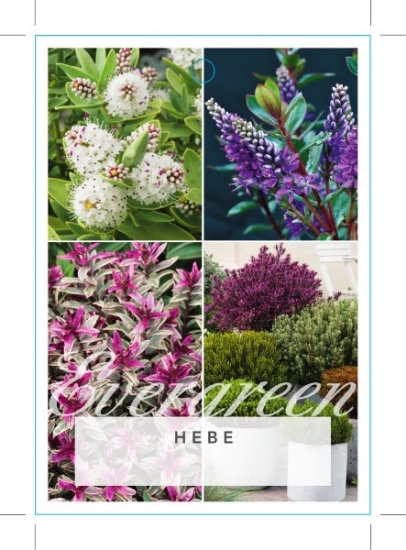 Picture of HEBE MIXED PICTURE (UNNAMED VARIETY)                                                                                                                  