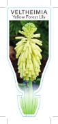 Picture of BULB VELTHEIMIA BRACTEATA YELLOW FOREST LILY                                                                                                          