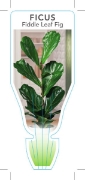 Picture of HOUSEPLANT FICUS LYRATA FIDDLE LEAF FIG                                                                                                               