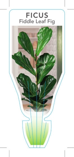 Picture of HOUSEPLANT FICUS LYRATA FIDDLE LEAF FIG                                                                                                               