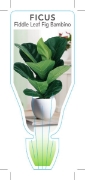 Picture of HOUSEPLANT FICUS LYRATA BAMBINO                                                                                                                       