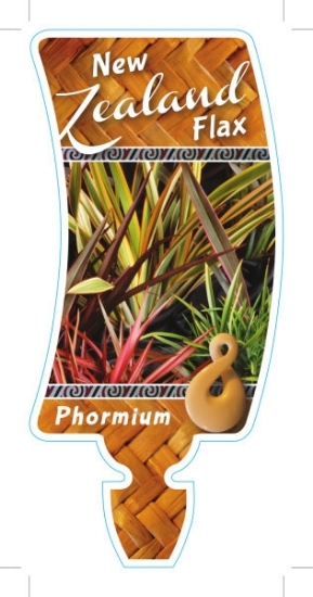 Picture of PHORMIUM NEW ZEALAND FLAX                                                                                                                             