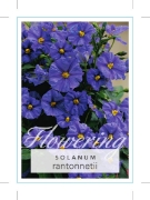 Picture of SOLANUM RANTONNETII BLUE POTATO BUSH                                                                                                                  